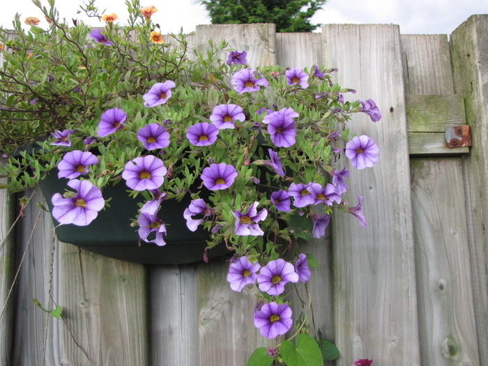 Calibrachoa mov 31 aug 2010 - petunii si calibrachoa