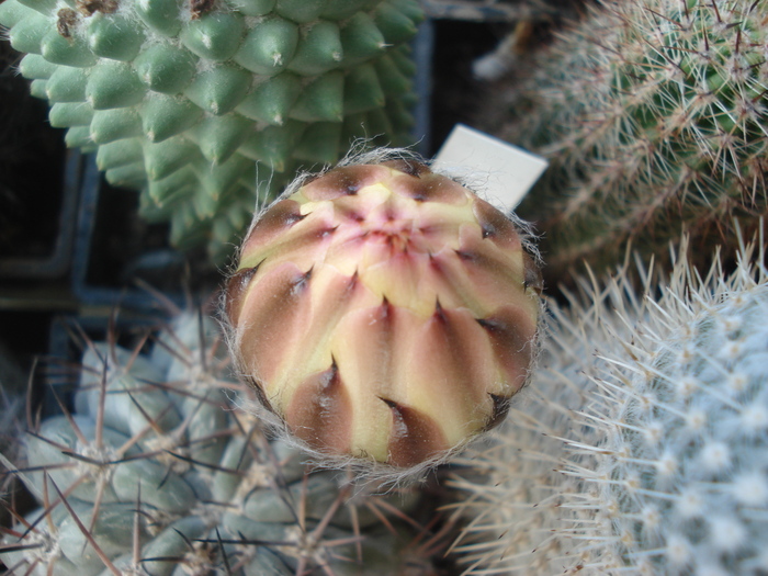 DSC03533 - Cactusi