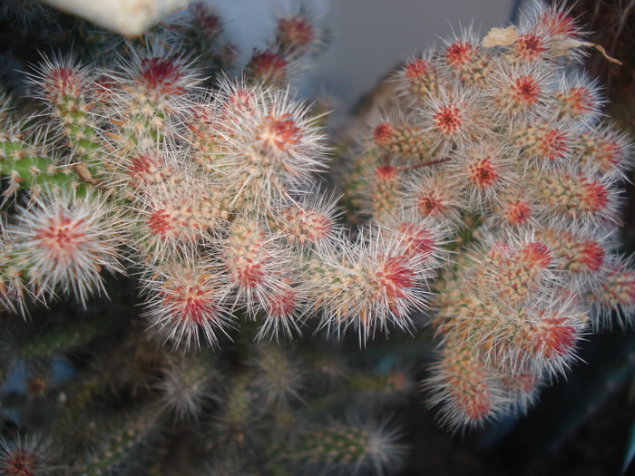 DSC05962 - Cactusi