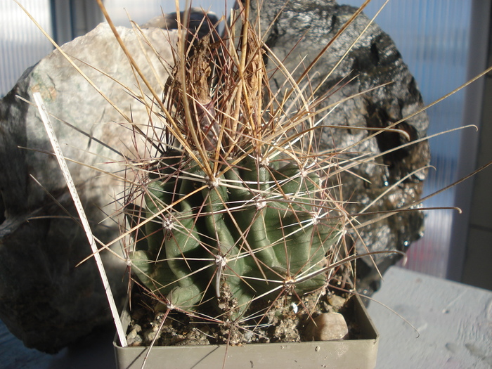 DSC06281 - Cactusi