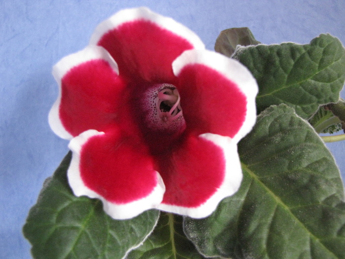 Gloxinia Kaiser Friedrich 4 sept 2010