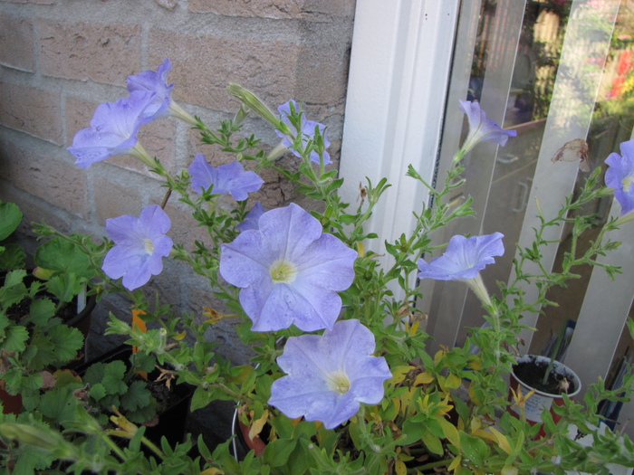 Petunia 6 sept 2010 - petunii si calibrachoa