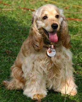 cocker-spaniel - catelusi frumosi