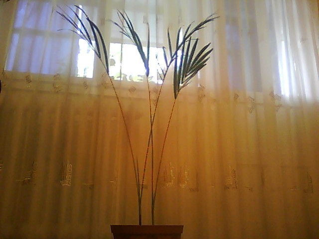 areca - florile mele