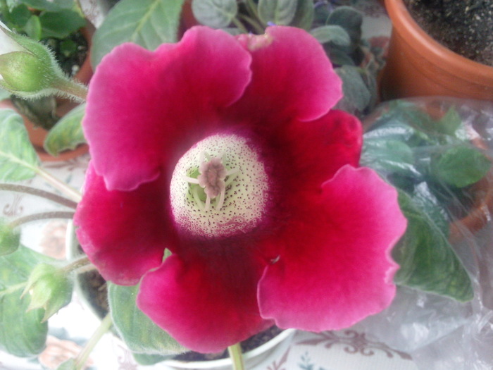 18.09.10 (1) - x - Gloxinia