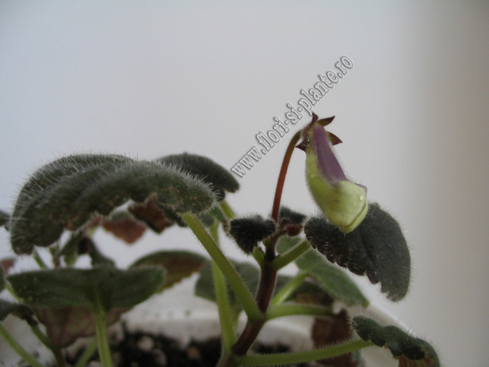 Sinningia mini nr A 2 - GLOXINIA _ SINNINGIA