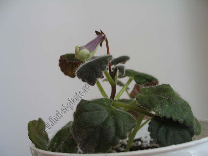Sinningia mini nr A 3 - GLOXINIA _ SINNINGIA