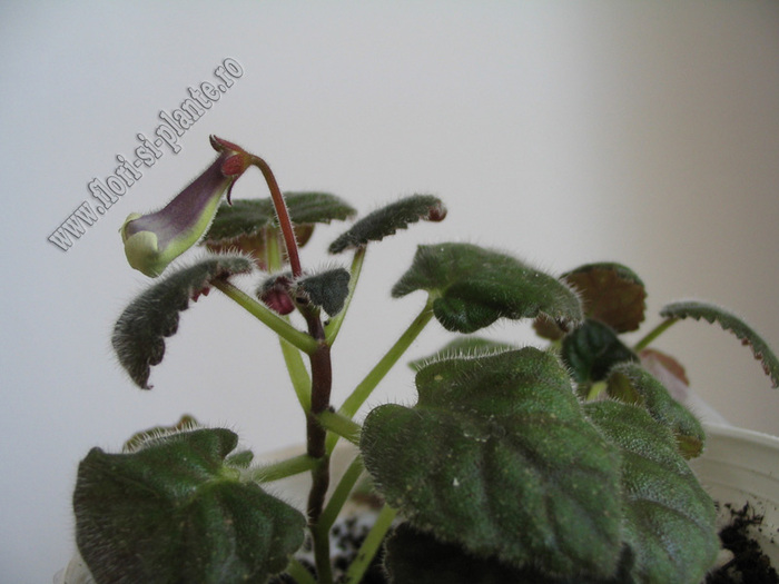 Sinningia mini nr A 4 - GLOXINIA _ SINNINGIA