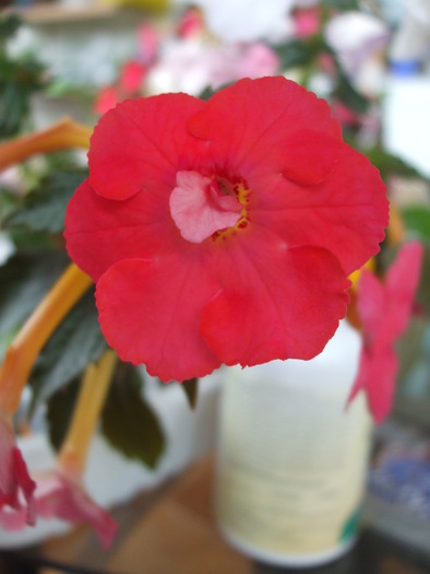 violaceea semiplena - achimenes