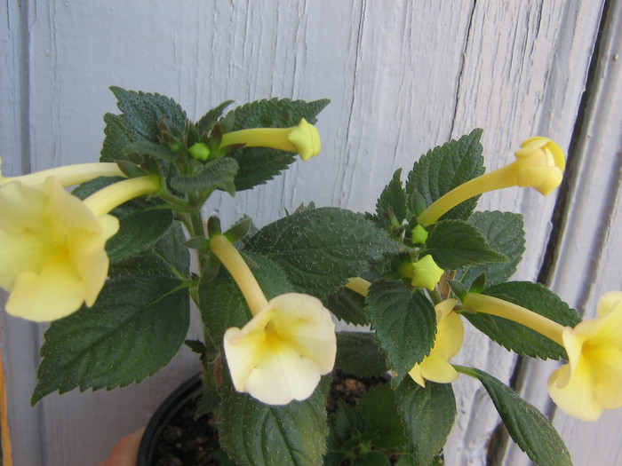 15 septembrie 063