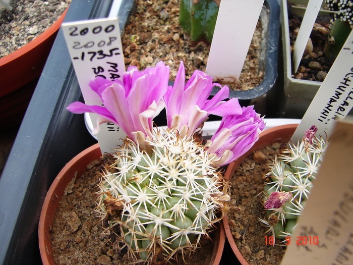 DSC08872 - Cactusi Septembrie