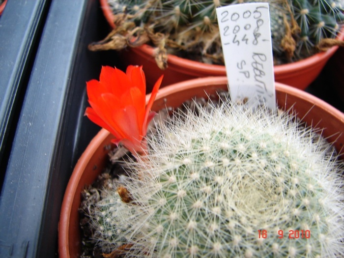 DSC08878 - Cactusi Septembrie