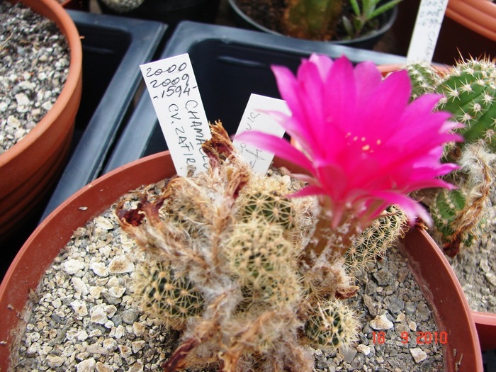 DSC08879 - Cactusi Septembrie