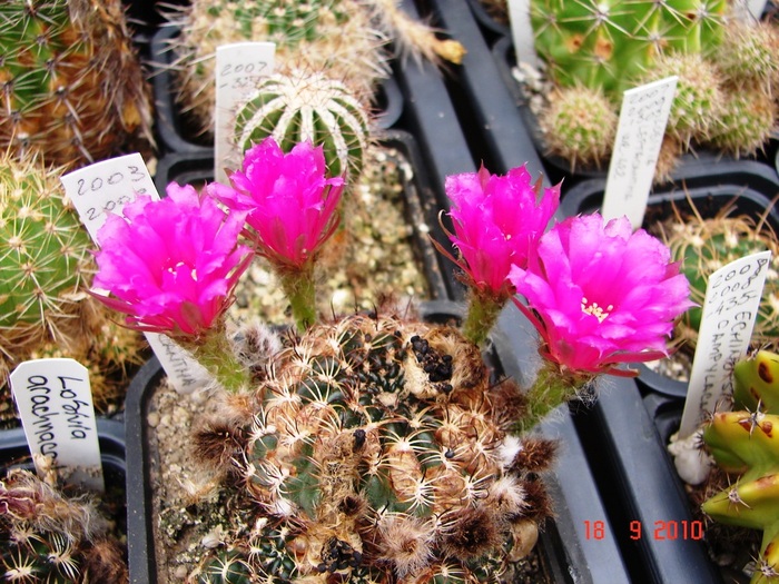 DSC08880 - Cactusi Septembrie