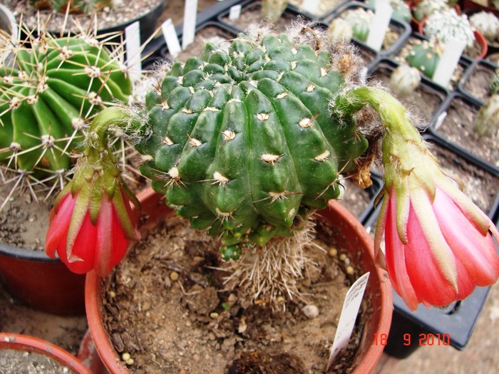 DSC08882 - Cactusi Septembrie