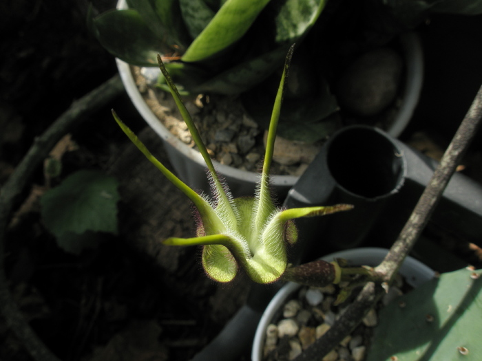 Ceropegia stapeliformis - centrul florii 2