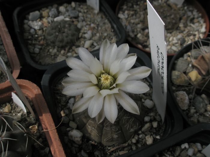 Gymnocalycium ragonesii - 18.09