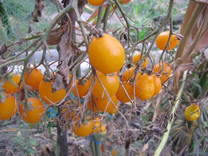 IMG_2862; tomate cherry ultra rezistente pe vrej; acesta s-a uscat de mult si ele inca rezista
