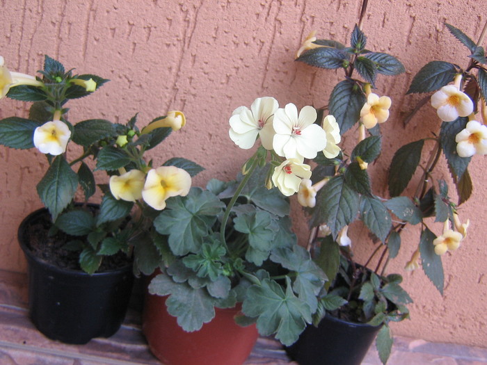 trio  yelow
