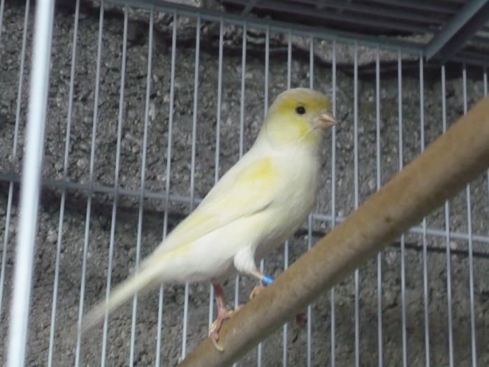 P1020404; O noua achizitie
