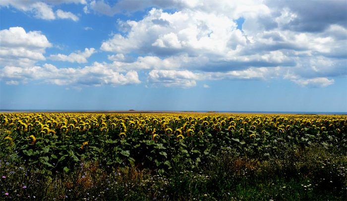 heracleea - Dobrogea