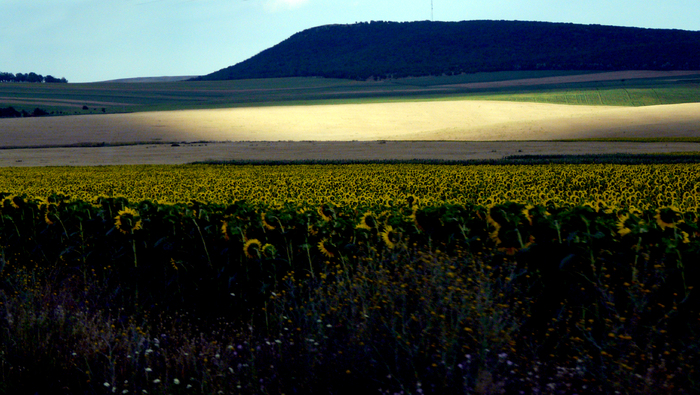 heracleea - Dobrogea