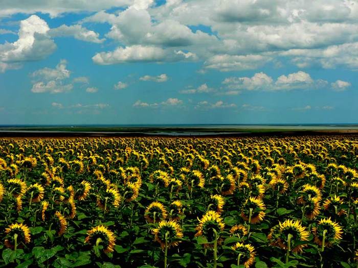 P1950354m - Dobrogea