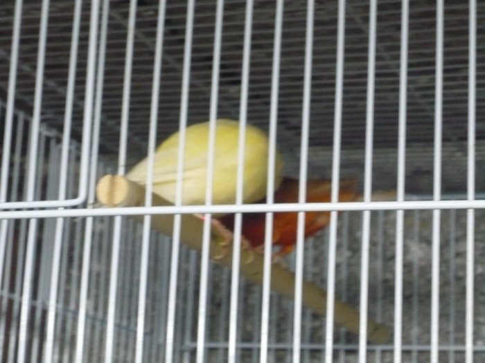 P1020521 - Canari