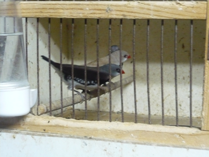 P1020444; A iesit si un izabel superb
