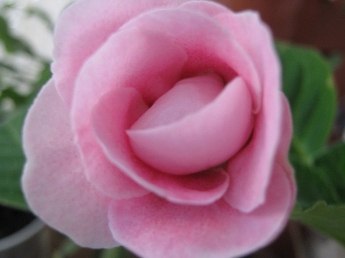 Picture 089 - gloxinia roz dublu 2010