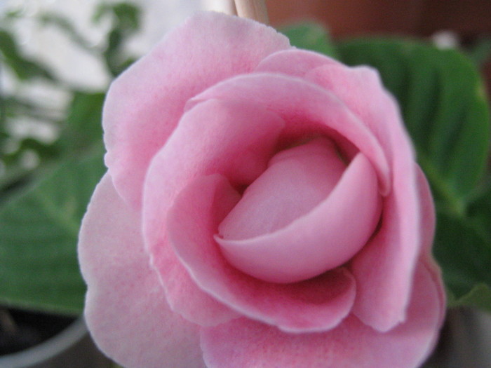 Picture 095 - gloxinia roz dublu 2010