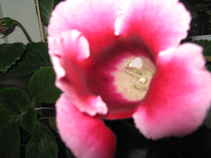 Picture 077 - gloxinie rosie bordura roz 2010