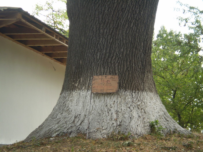 Cernica - Stejar 200 ani