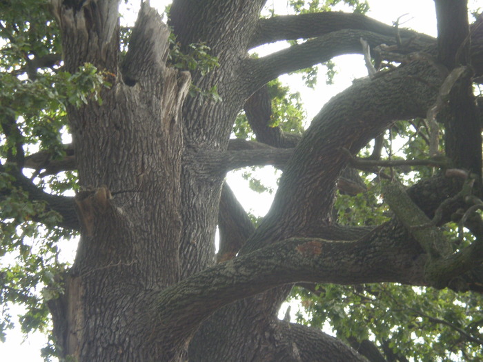 Cernica - Stejar 200 ani