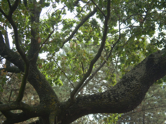 Cernica - Stejar 200 ani