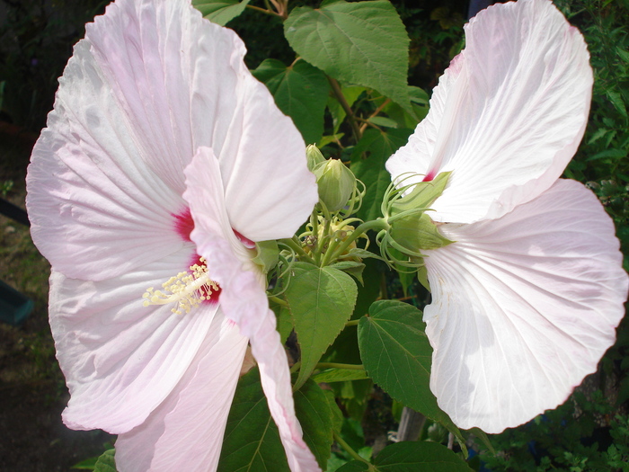 DSC09082 - Hibiscus moscheutos