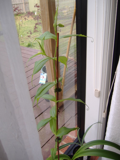 Gloriosa Lily; 19.09.10
