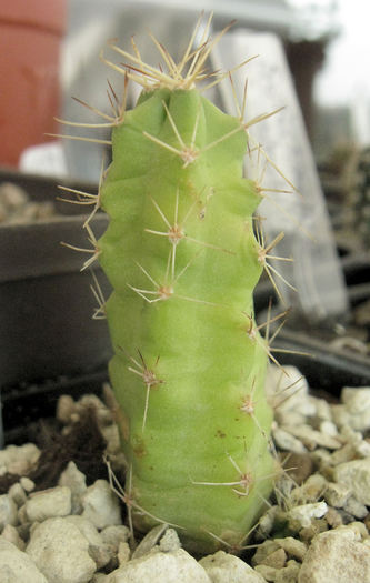 Echinocereus blankii