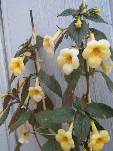 Yellow Beauty