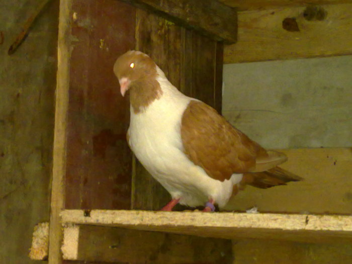 femela 2009 - porumbei strasser