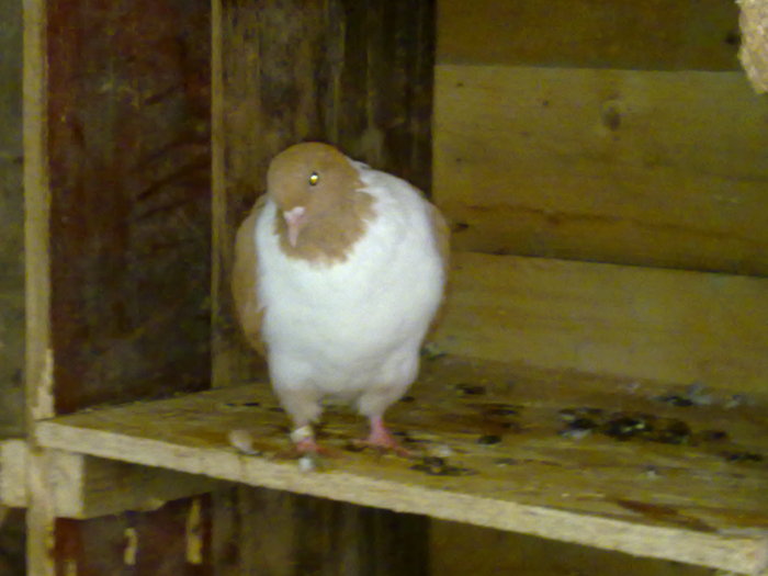 femela 2010 - porumbei strasser