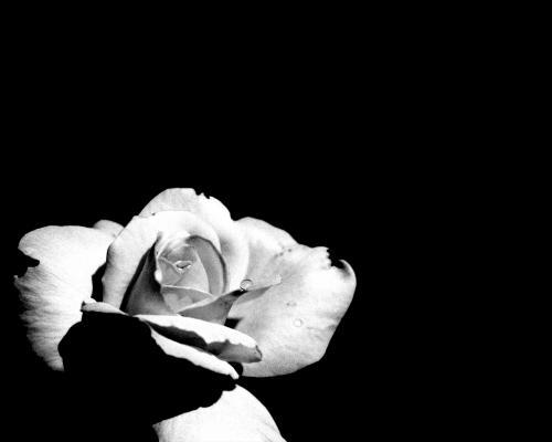 trandafir alb - concurs 1 incheiat