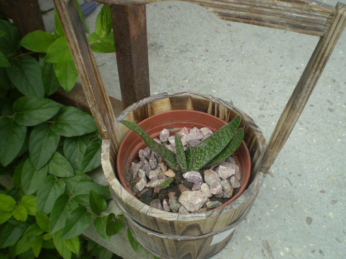 gasteria - flori  septembrie 2010