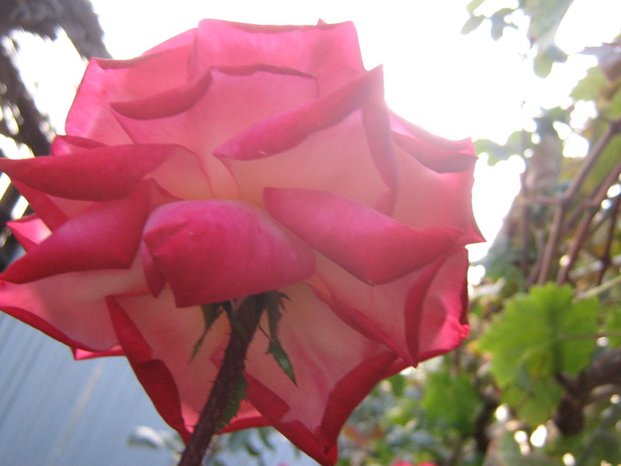 Hendel - trandafiri