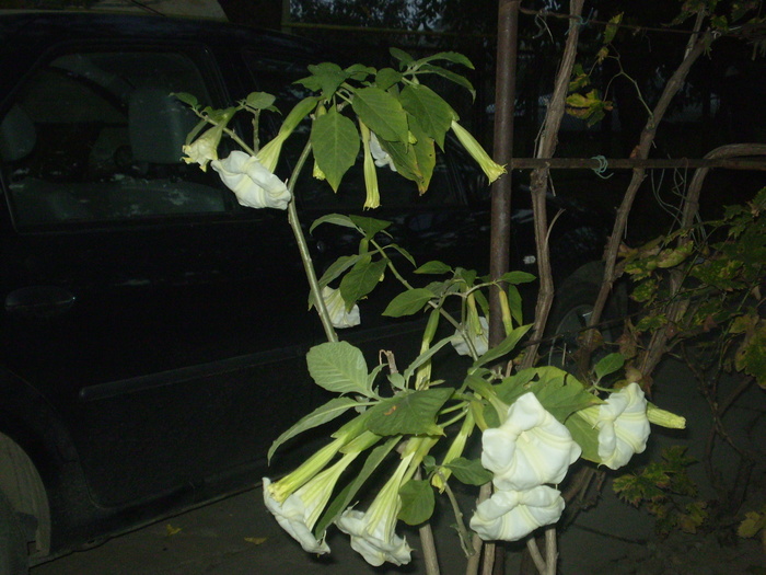 brugmansia - flori  septembrie 2010