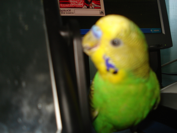 DSC04008 - Paco papagalul meu