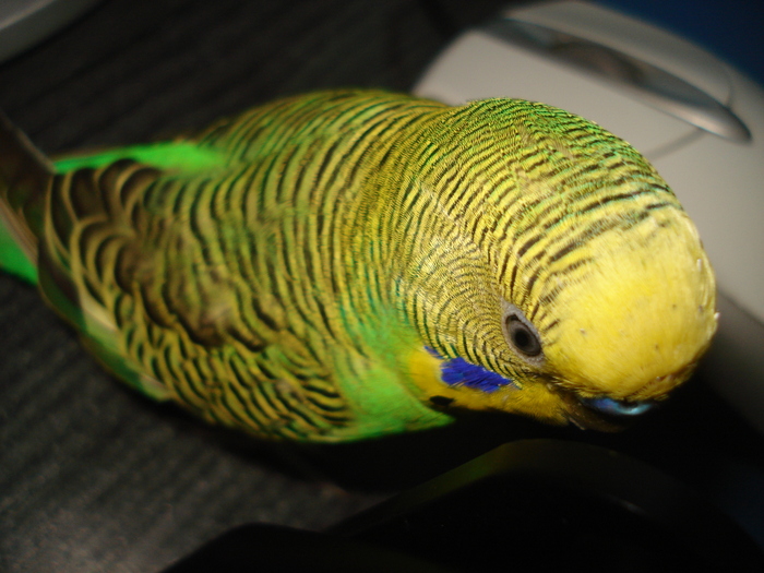 DSC04012 - Paco papagalul meu