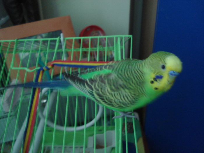 DSC04461 - Paco papagalul meu