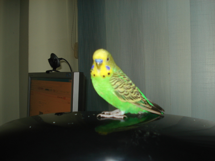 DSC04464 - Paco papagalul meu