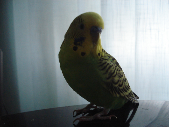 DSC04465 - Paco papagalul meu